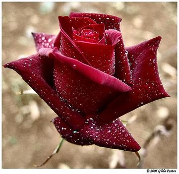 Rózsa az Örök virág 1