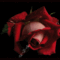 Rózsa az Örök virág 9