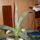 Agave_482297_53260_t
