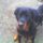 Rambo_8_484536_33117_t