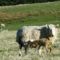 NewbornLamb