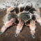 Brachypelma klaasi  adult nőstény  nagyon szép