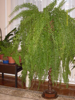 szoba növények