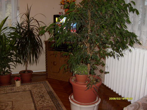 szoba növények