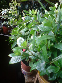 Gardenia bokrok