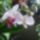 Lepke_orchidea_488722_18459_t