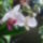 Lepke_orchidea_488899_83267_t