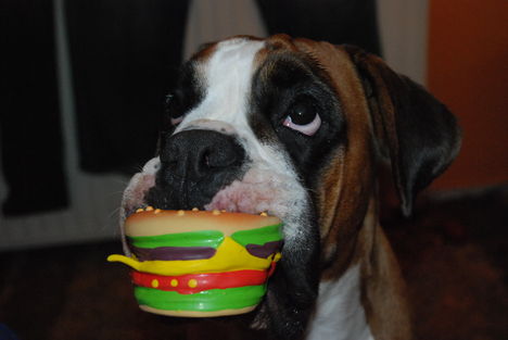 meggie és a gumi sajtburger
