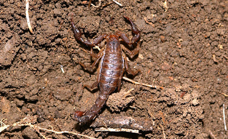 4. helyezett: a skorpió