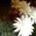 Echinopsis-001_480992_72885_t