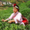 Kína, Huiming tea