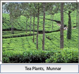 Munnar, India - teaültetvény