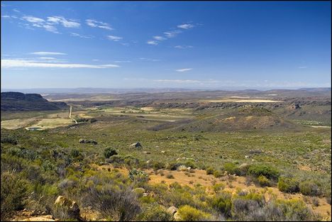 rooibos farm