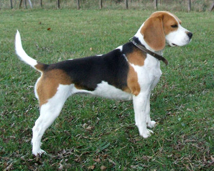 beagle 4
