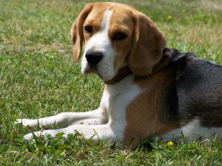 beagle 5