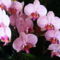 Orchidea / Most virágzik másodjára/