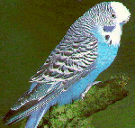 papagáj 3