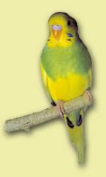 papagáj 8