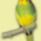 papagáj 8