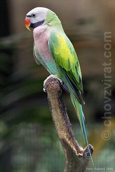 szakálas papagáj