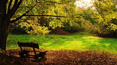 autumn-bench