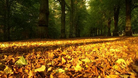 autumn-leaves-carpet