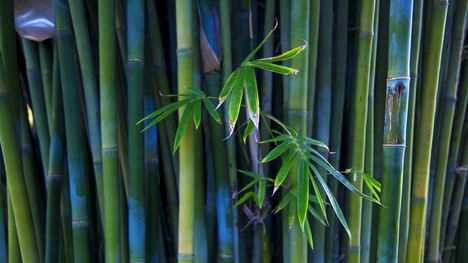 bamboo 2