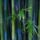 Bamboo_2_492082_94206_t