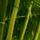 Bamboo_492081_74065_t