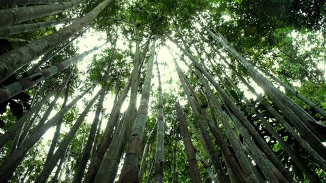 bamboo-forest