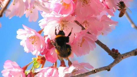 bees-in-the-cherry-tree