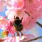 bees-in-the-cherry-tree