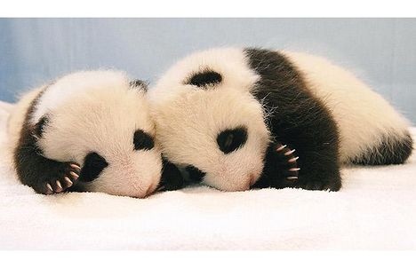 Kis pandák