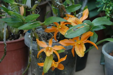 orchidea Lotti