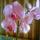 Phalaenopsis_orchidea_492857_71244_t