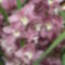 Cymbidium orchidea