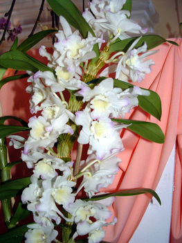 Dendrobium orchidea