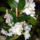 Dendrobium_orchidea_493715_71148_t
