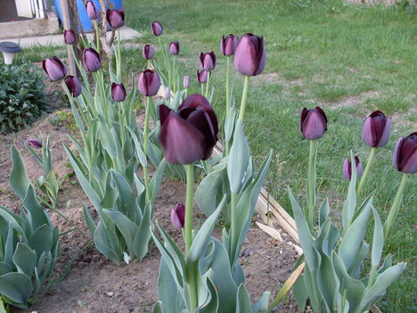 fekete tulipán 003
