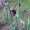 fekete tulipán 003