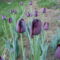 fekete tulipán 004