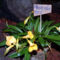 Masdevallia orchidea