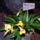 Masdevallia_orchidea_493740_12674_t