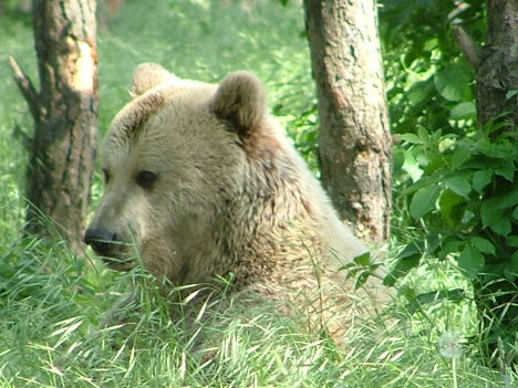 Medvék 1