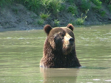 Medvék 2