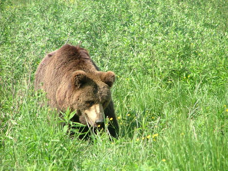 Medvék 4