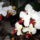 Phalaenopsis_orchidea-002_493744_52789_t