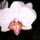Phalaenopsis_orchidea-002_493836_91667_t