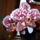 Phalaenopsis_orchidea-003_493737_69220_t