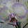 Phalaenopsis_orchidea-003_493986_93349_t